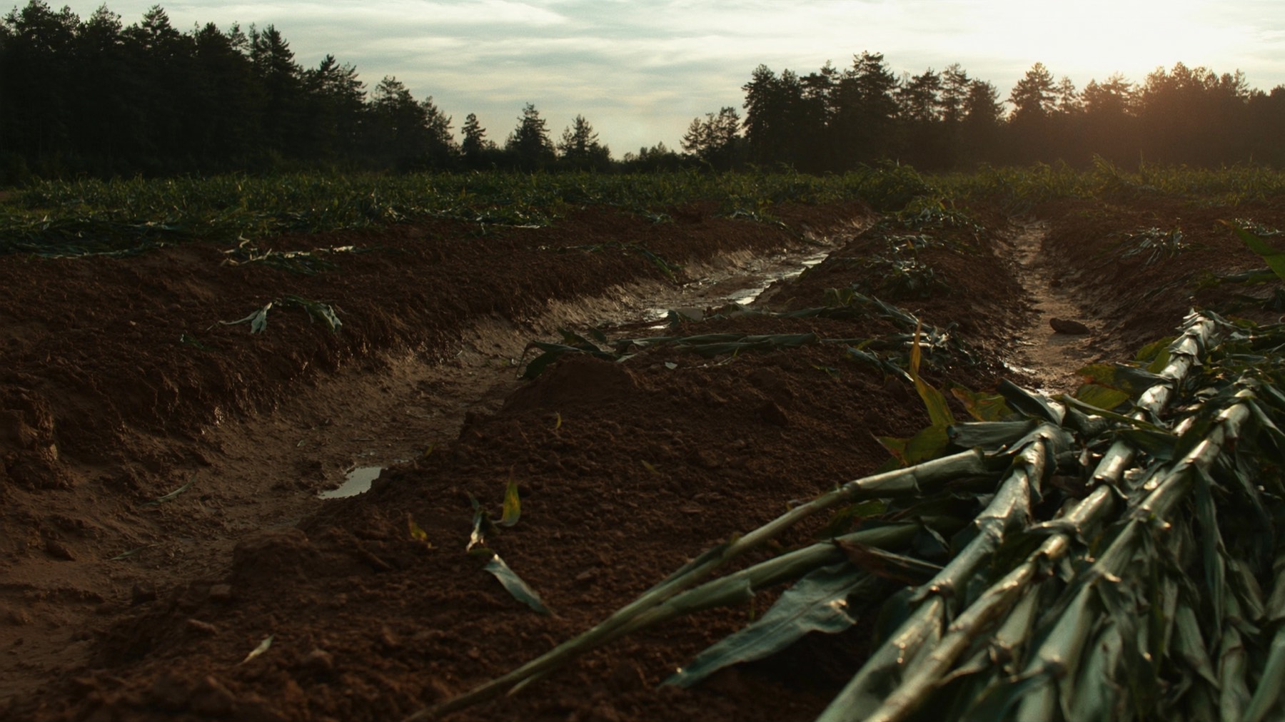 A Texas corn field torn open by rooting feral hogs, soil churned into muddy craters between broken rows